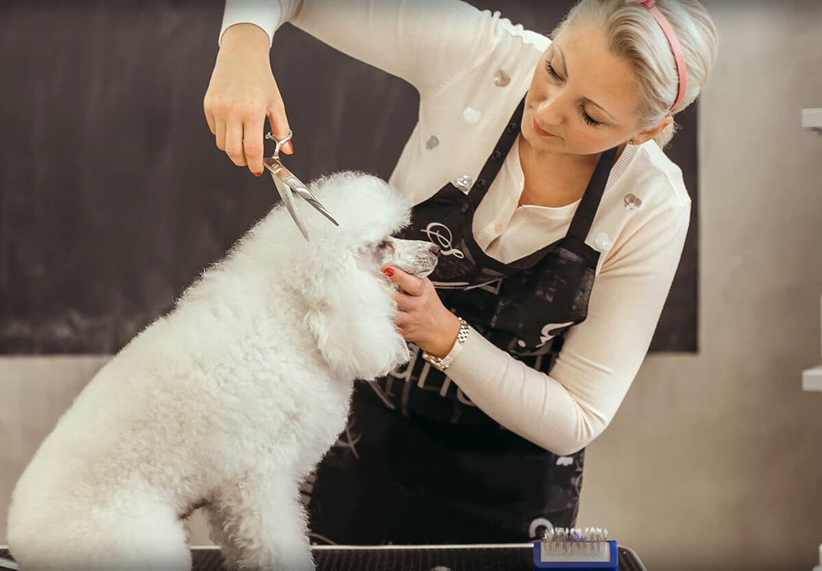 Stay at the forefront of pet care services, whether you specialize in grooming or dog walking, by utilizing digital loyalty cards. Establish yourself as the premier choice for animal services and express gratitude to your most devoted customers through exclusive rewards.